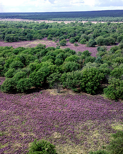 Tegels nabij de Veluwe