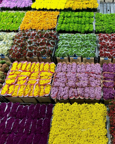 Tegels nabij Bloemenveiling