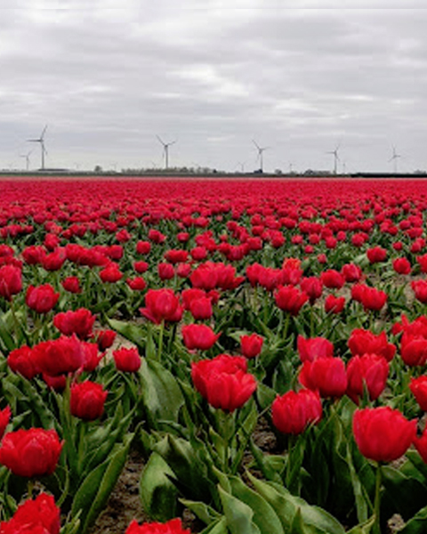 Tegelshowroom in Flevoland